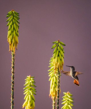 Karayip adası Curacao 'nun manzarası