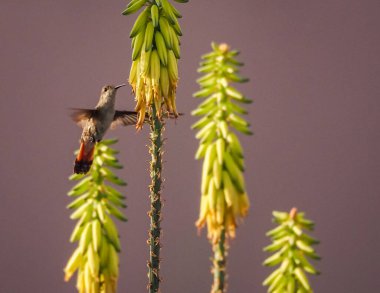 Karayip adası Curacao 'nun manzarası
