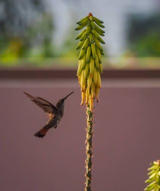 Karayip adası Curacao 'nun manzarası