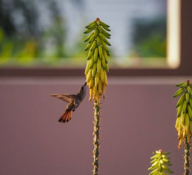 Karayip adası Curacao 'nun manzarası