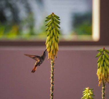 Karayip adası Curacao 'nun manzarası