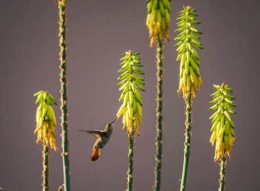 Karayip adası Curacao 'nun manzarası