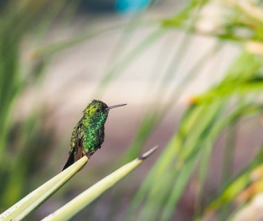 Karayip adası Curacao 'nun manzarası