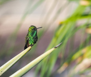 Karayip adası Curacao 'nun manzarası
