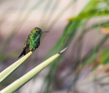 Karayip adası Curacao 'nun manzarası