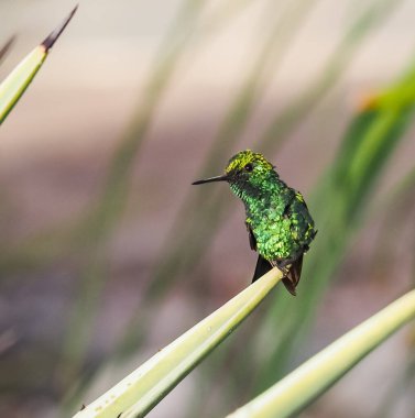 Karayip adası Curacao 'nun manzarası