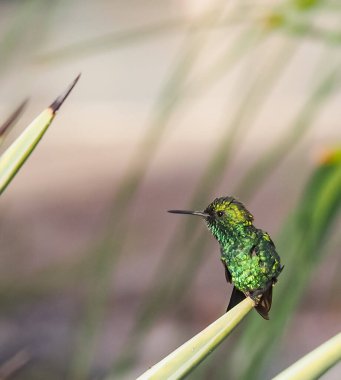 Karayip adası Curacao 'nun manzarası