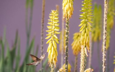 Karayip adası Curacao 'nun manzarası