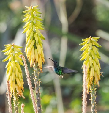 Karayip adası Curacao 'nun manzarası
