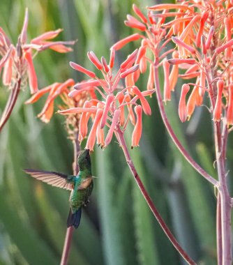 Karayip adası Curacao 'nun manzarası