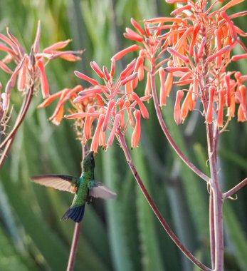 Karayip adası Curacao 'nun manzarası