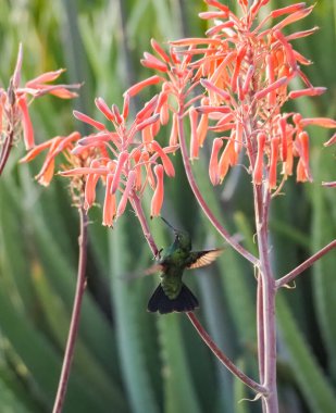 Karayip adası Curacao 'nun manzarası