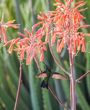 Karayip adası Curacao 'nun manzarası