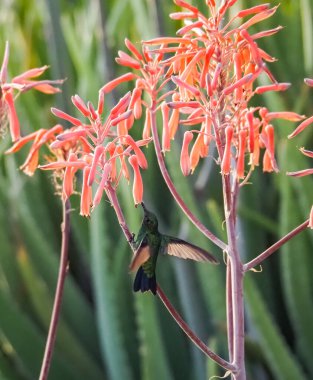 Karayip adası Curacao 'nun manzarası