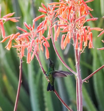 Karayip adası Curacao 'nun manzarası