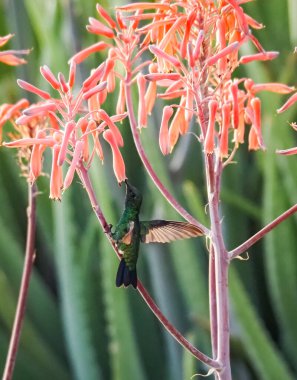 Karayip adası Curacao 'nun manzarası