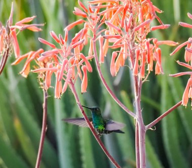 Karayip adası Curacao 'nun manzarası
