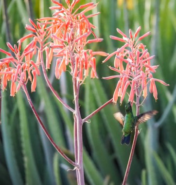 Karayip adası Curacao 'nun manzarası
