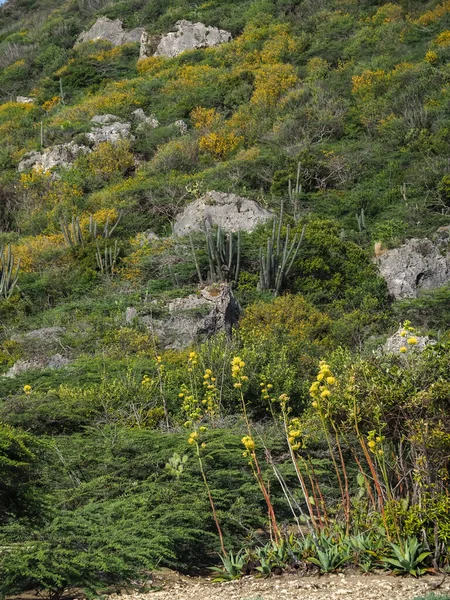 Výhled Karibský Ostrov Curacao — Stock fotografie