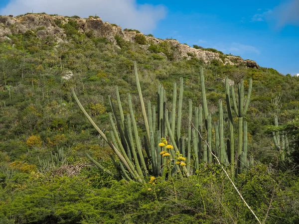 Karayip Adası Curacao Nun Manzarası — Stok fotoğraf