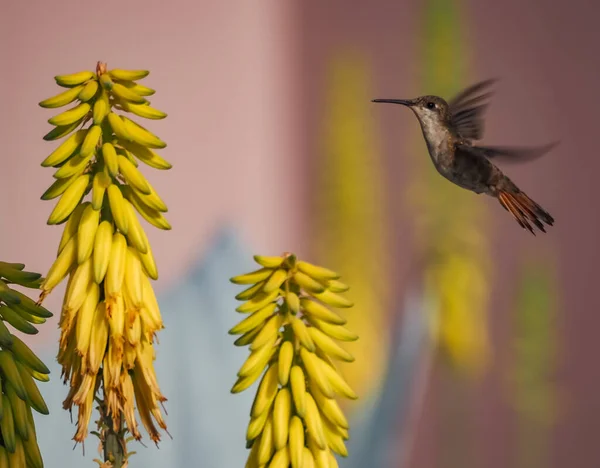 Utsikt Över Den Karibiska Curacao — Stockfoto