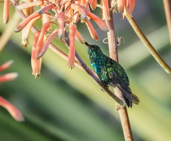 Karayip adası Curacao 'nun manzarası