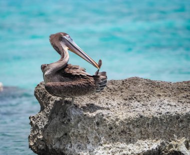 Karayip adası Curacao 'da Kahverengi Pelikan