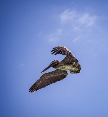 Karayip adası Curacao 'da Kahverengi Pelikan