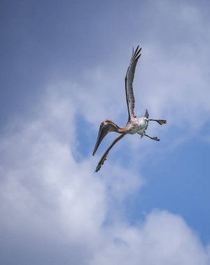 Karayip adası Curacao 'da Kahverengi Pelikan