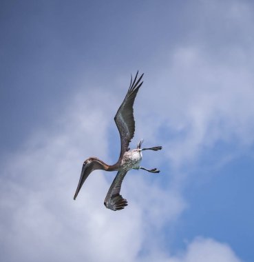 Karayip adası Curacao 'da Kahverengi Pelikan
