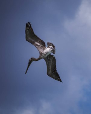 Karayip adası Curacao 'da Kahverengi Pelikan