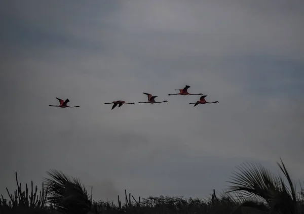 Belos Pássaros Voando Céu — Fotografia de Stock