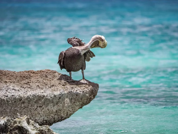 Brun Pelikan Den Karibiska Curacao — Stockfoto