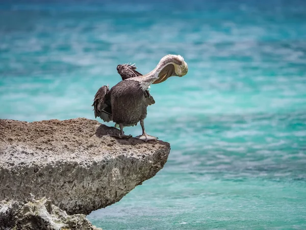 Brun Pelikan Den Karibiska Curacao — Stockfoto