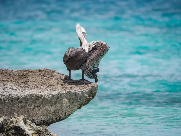加勒比海库拉索岛上的褐色鹈鹕 — 图库照片