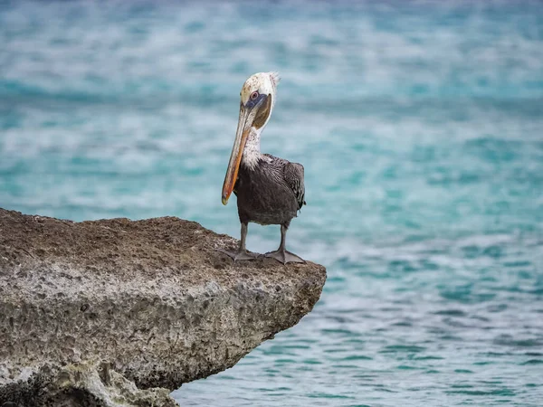 Brun Pelikan Den Karibiska Curacao — Stockfoto