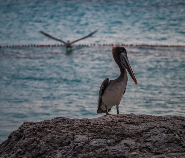 Brun Pelikan Den Karibiska Curacao — Stockfoto