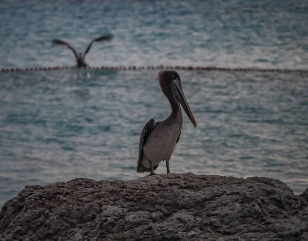 Karayip Adası Curacao Kahverengi Pelikan — Stok fotoğraf