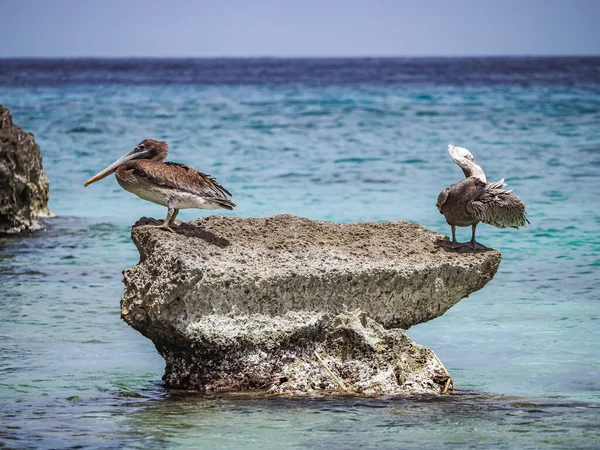 Brązowe Pelikany Karaibskiej Wyspie Curacao — Zdjęcie stockowe