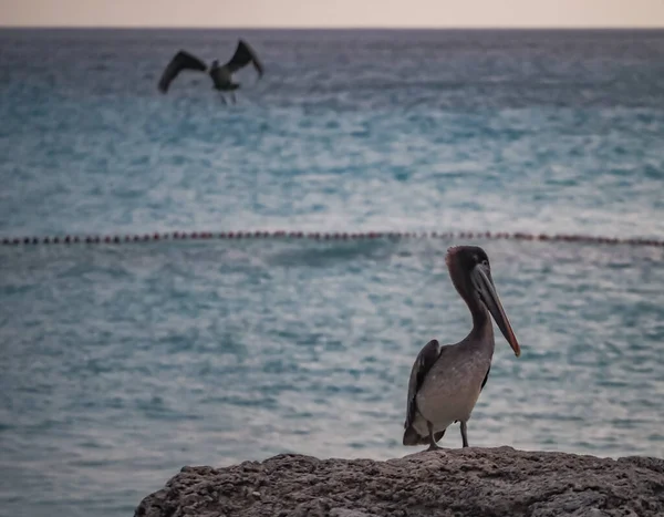 Brun Pelikan Den Karibiska Curacao — Stockfoto