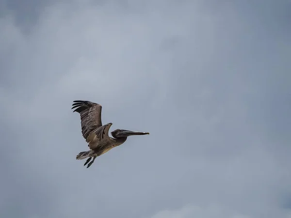 Brun Pelikan Den Karibiska Curacao — Stockfoto