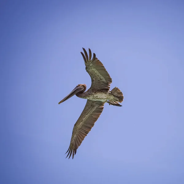 Brun Pelikan Den Karibiska Curacao — Stockfoto