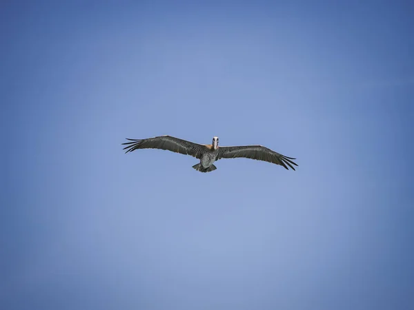 カリブ海の島キュラソー島のブラウンペリカン — ストック写真