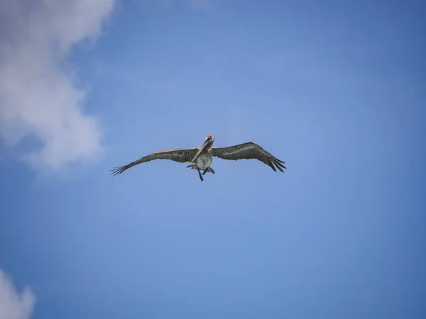 Pelicano Marrom Ilha Caribenha Curaçao — Fotografia de Stock