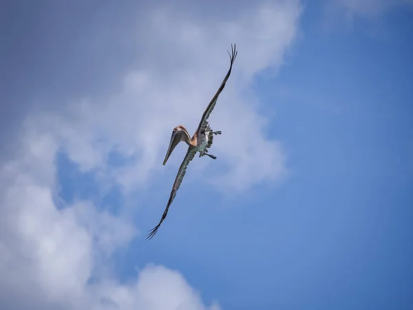 Pélican Brun Sur Île Caribéenne Curaçao — Photo