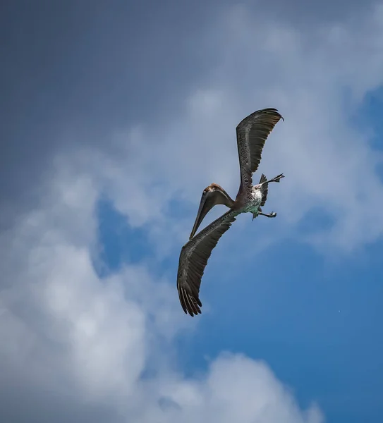 Brun Pelikan Den Karibiska Curacao — Stockfoto