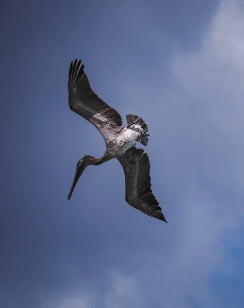 Brun Pelikan Den Karibiska Curacao — Stockfoto