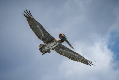 Karayip adası Curacao 'da Kahverengi Pelikan