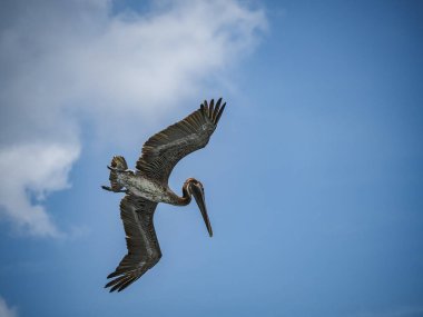 Karayip adası Curacao 'da Kahverengi Pelikan