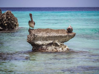 Karayip adası Curacao 'daki Kahverengi Pelikanlar